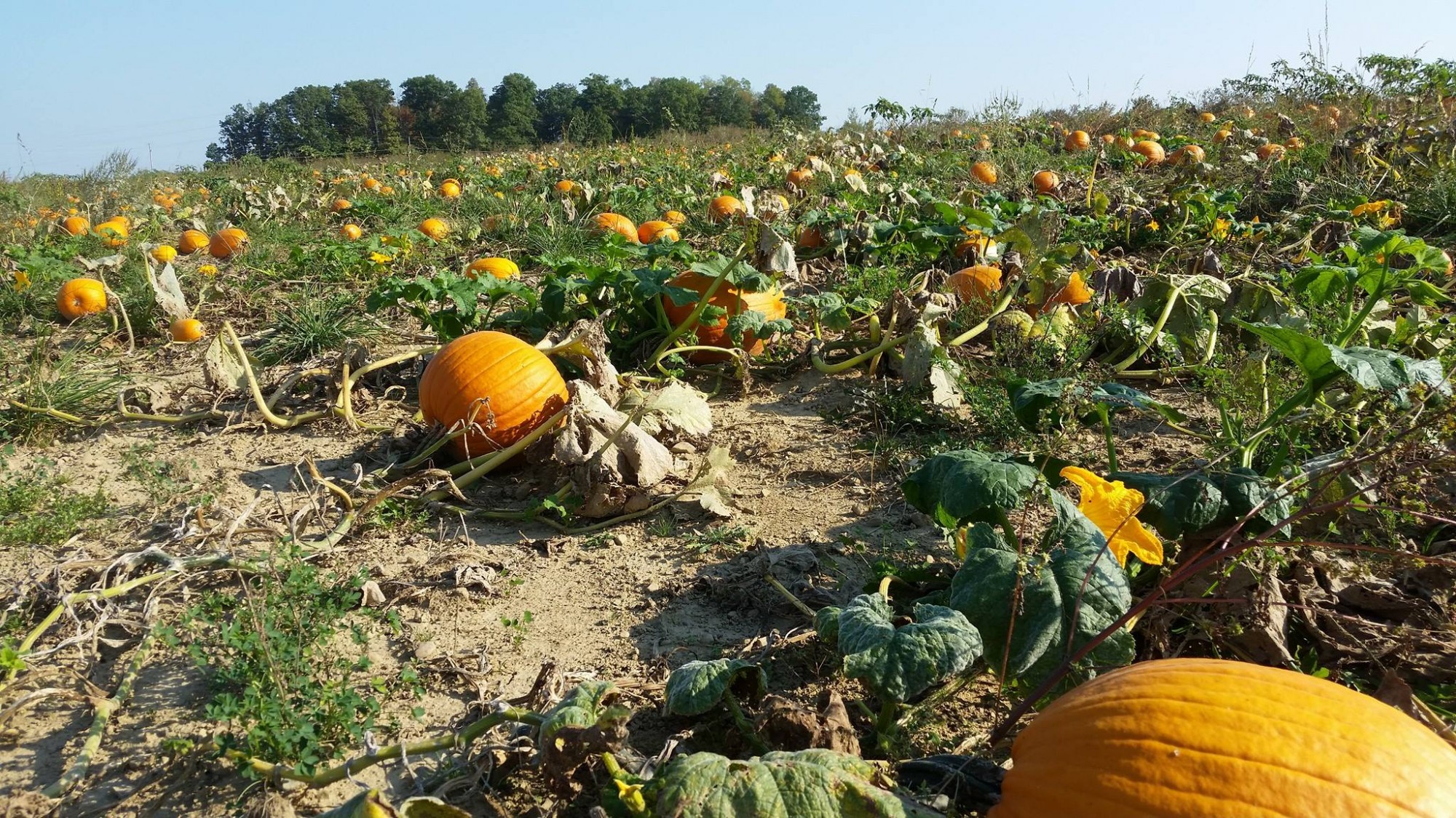 Honey Haven Fall Festival